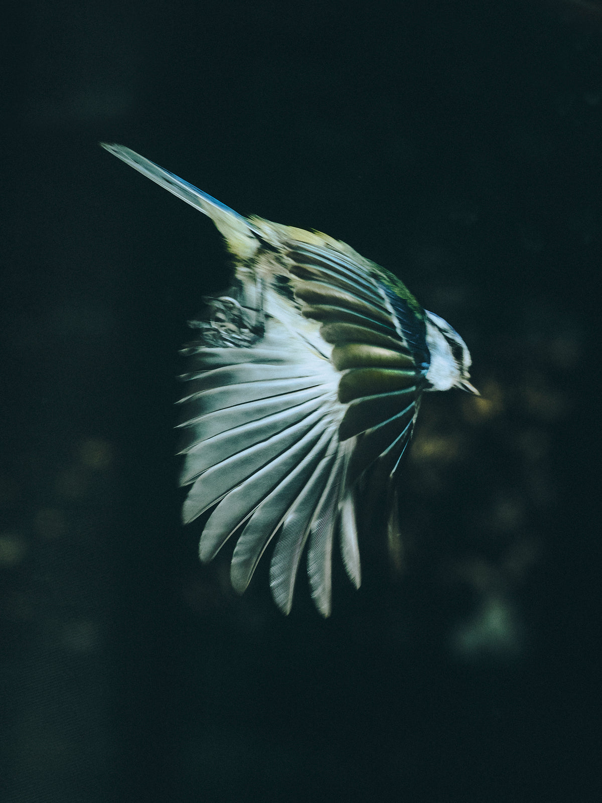Douglas Irvine 'Eurasian Blue Tit' (2026)