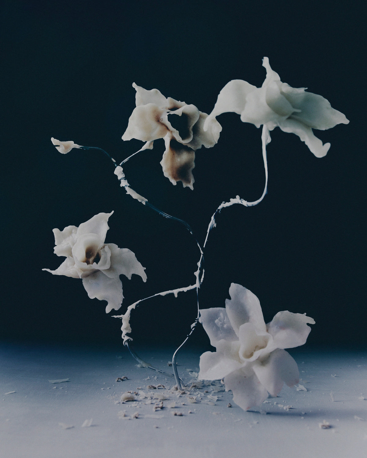 Daniel Archer 'Wax Flowers I' (2026)